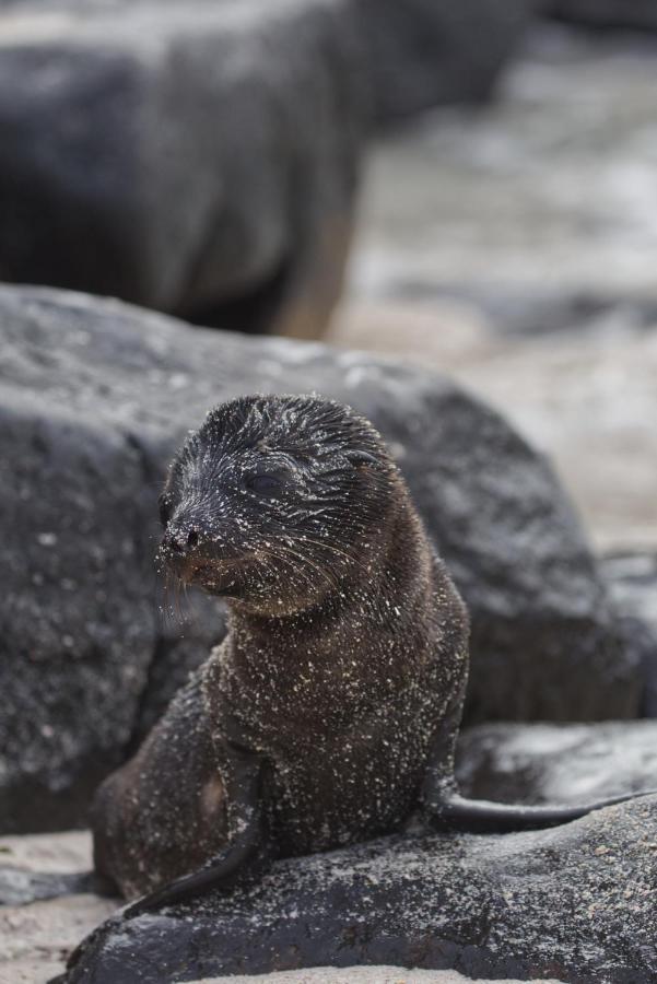 Suite Cielo, Discover The Magic Of Galapagos 푸에르토 바케리조 모레노 외부 사진